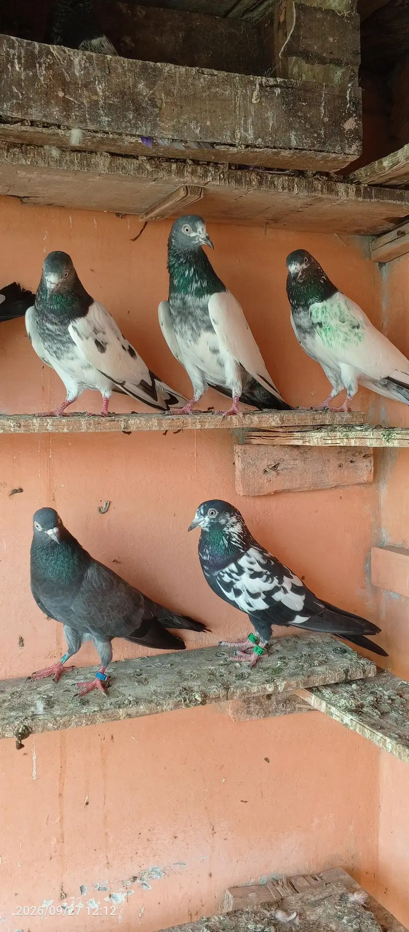 breedar pigeons 5 pair — photo 9