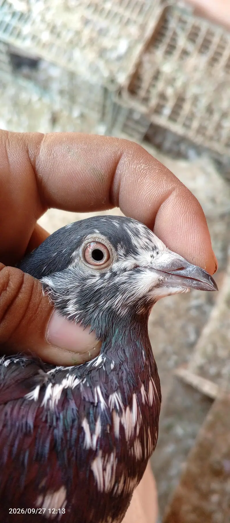 breedar pigeons 5 pair — photo 10