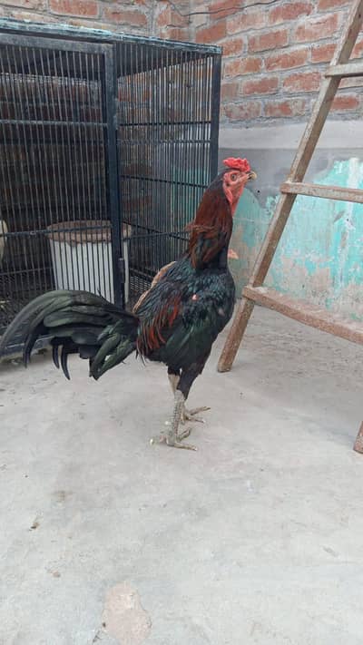 thai pakya male