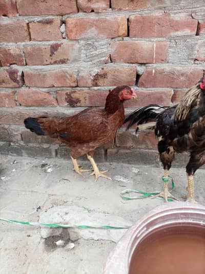 Pure Mianwali Aseel Hen for sale