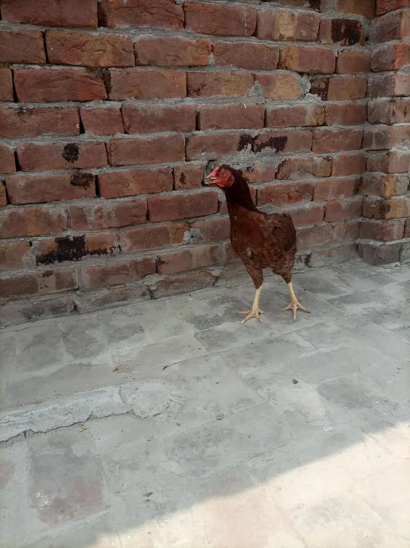 Pure Mianwali Aseel Hen for sale — photo 2
