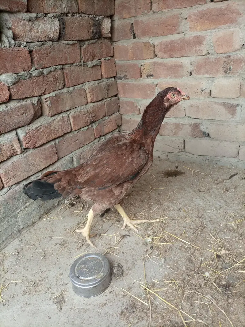 Pure Mianwali Aseel Hen for sale — photo 3