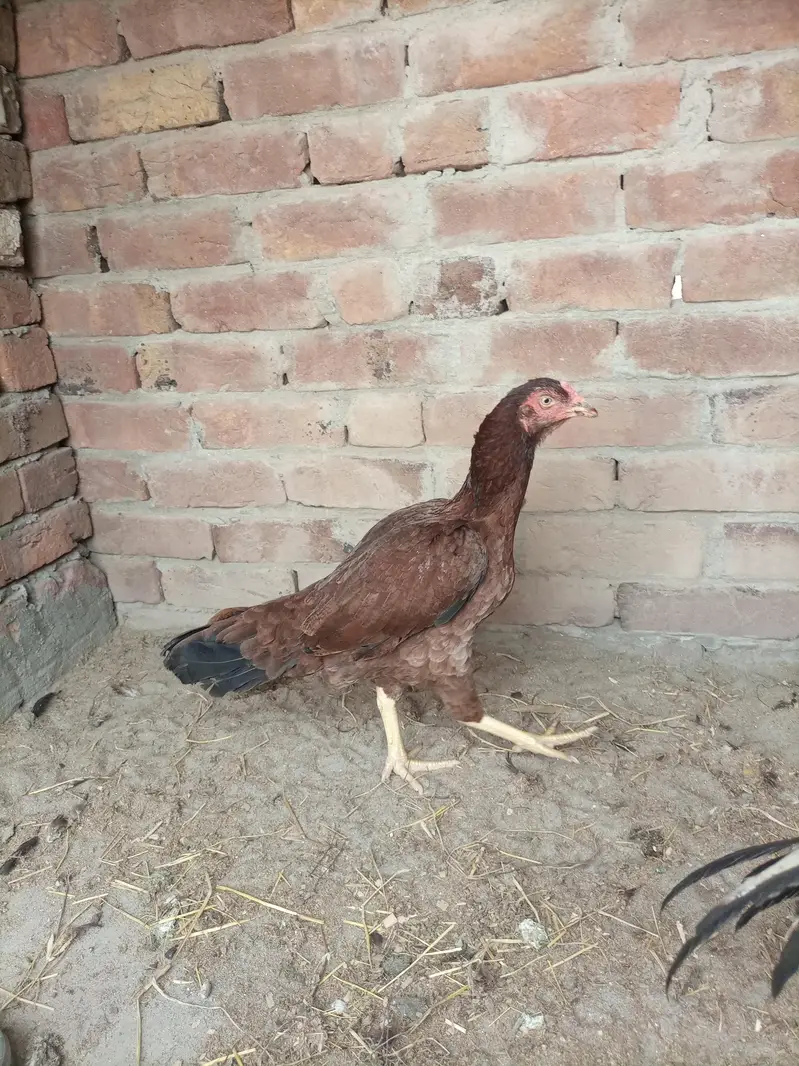 Pure Mianwali Aseel Hen for sale — photo 4