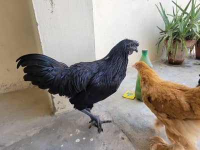 Ayam cemani and Black Buff Desi murgay