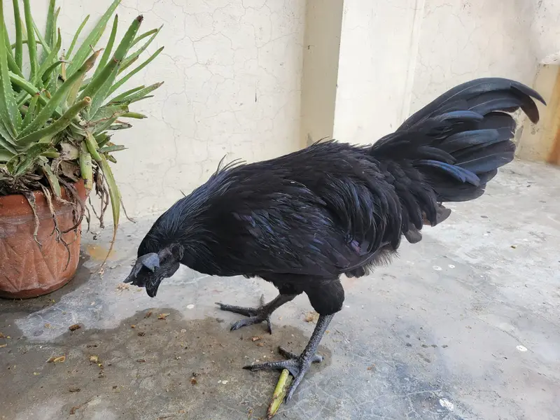 Ayam cemani and Black Buff Desi murgay — photo 2