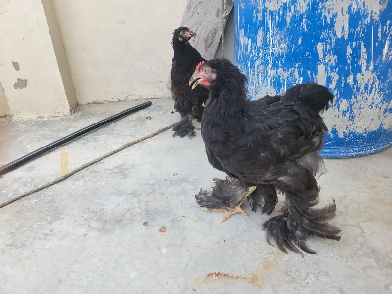 Ayam cemani and Black Buff Desi murgay — photo 5