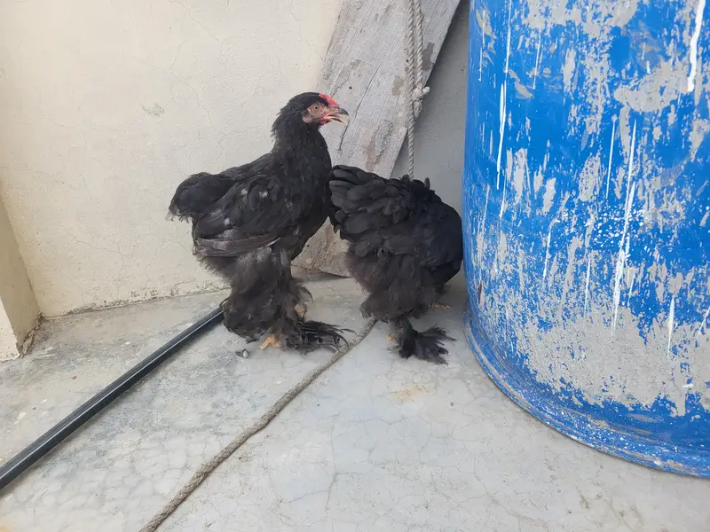 Ayam cemani and Black Buff Desi murgay — photo 6
