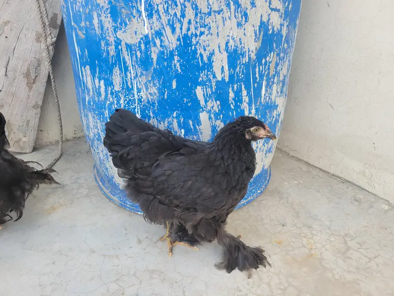 Ayam cemani and Black Buff Desi murgay — photo 7