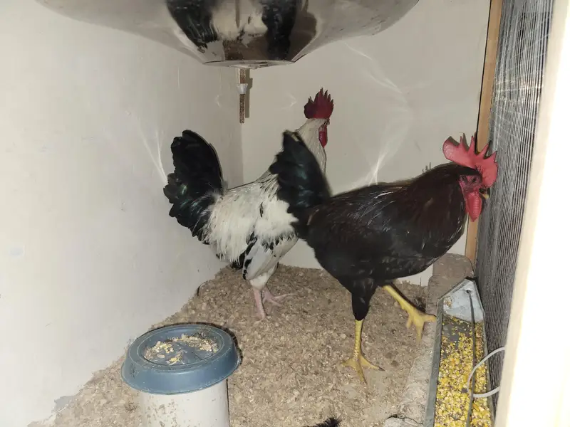 Ayam cemani and Black Buff Desi murgay — photo 8
