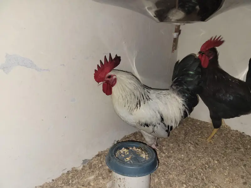 Ayam cemani and Black Buff Desi murgay — photo 9