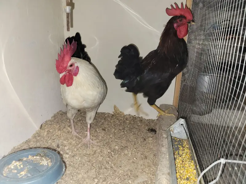 Ayam cemani and Black Buff Desi murgay — photo 10