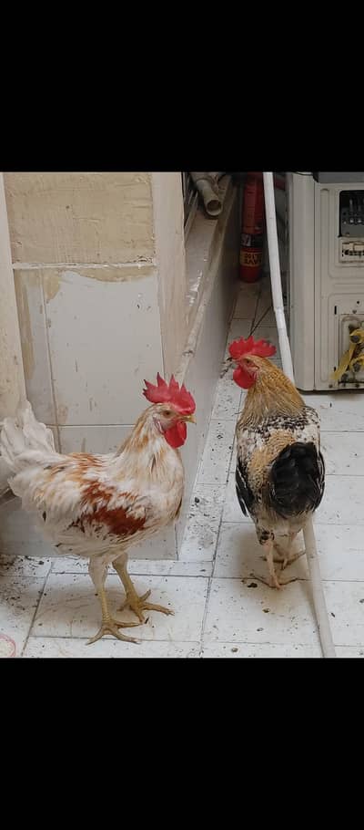 Desi Hens: Dono 3000 k Price final ha. Only msg on Whatspp 03321647163