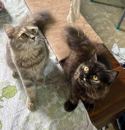 female Persian cat