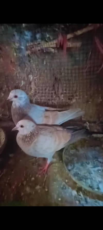 5 Breader setup for sale location Karachi shah Faisal colony