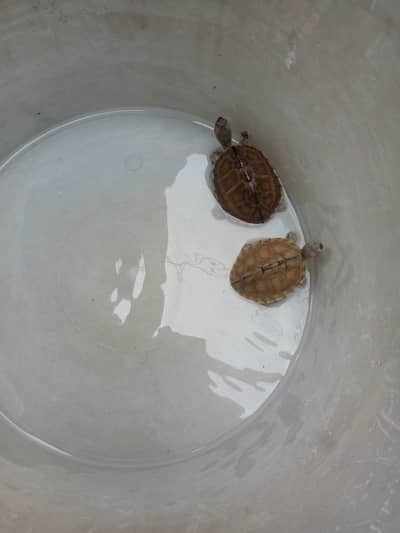 Baby Turtle