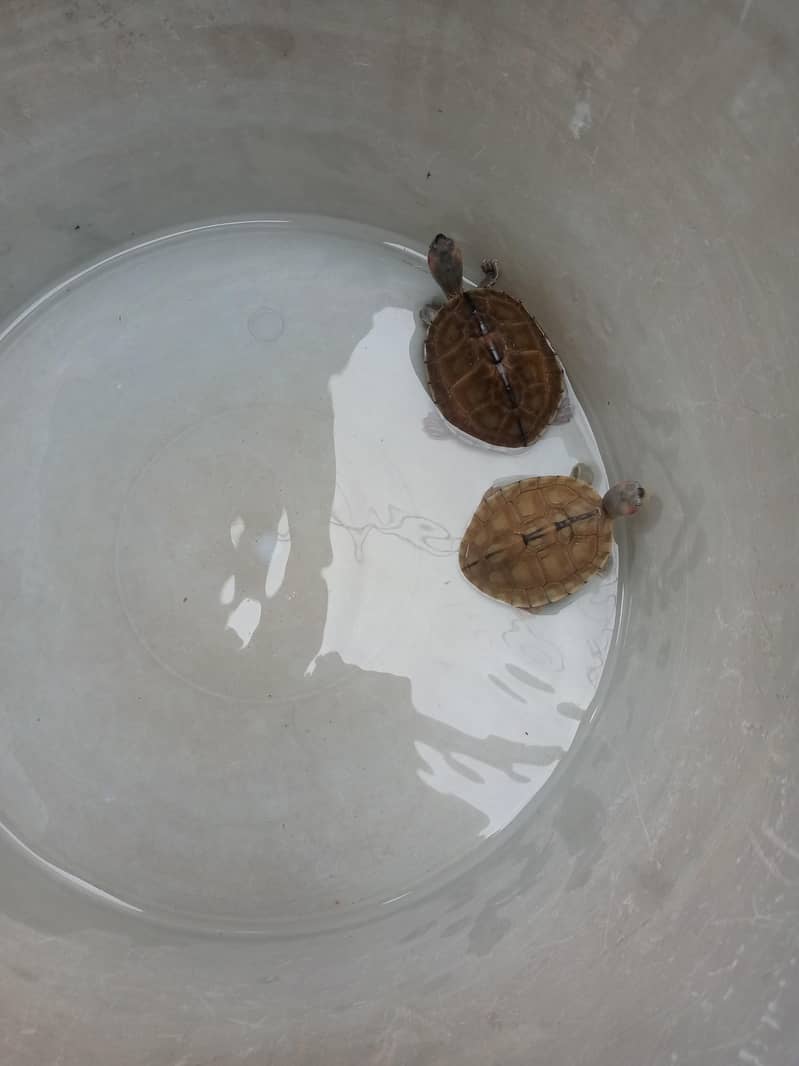 Baby Turtle 0