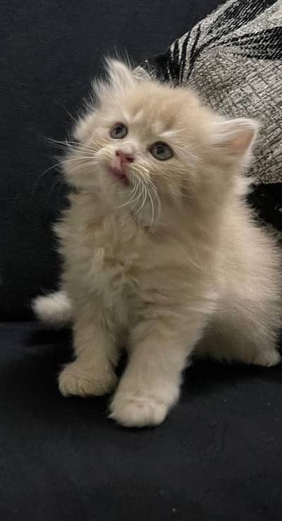 Fawn Persian Long Triple Coated Kitten