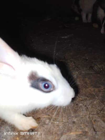 black and white rabbit pair for sale