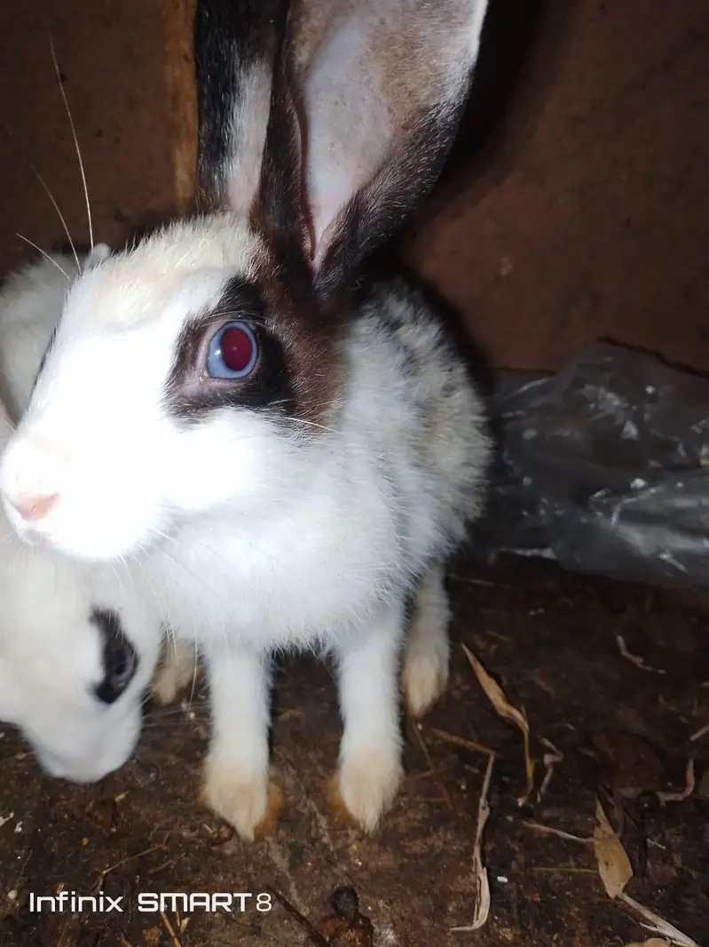 black and white rabbit pair for sale — photo 2
