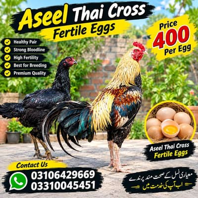 aseel thai eggs 03106429969