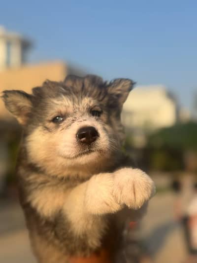 Siberian Husky Puppy for Sale Healthy & Active