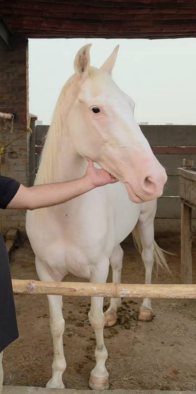 5 Year Olld Nukri Ghori - Best for Breeding and Riding