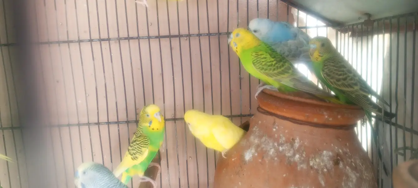 Pathey & one breeder pair — photo 3
