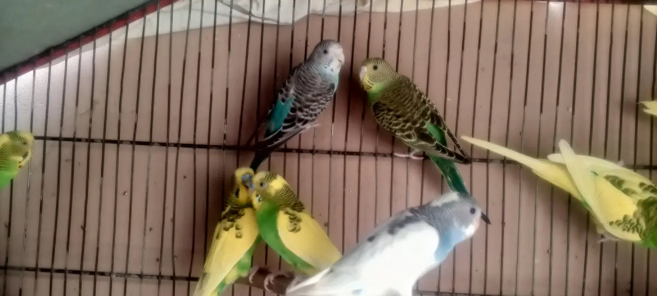 Pathey & one breeder pair — photo 7
