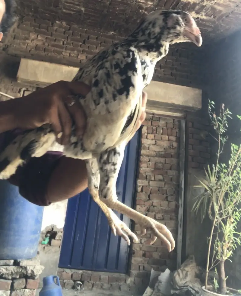 Mian wali aseel double Hadi madi — photo 2