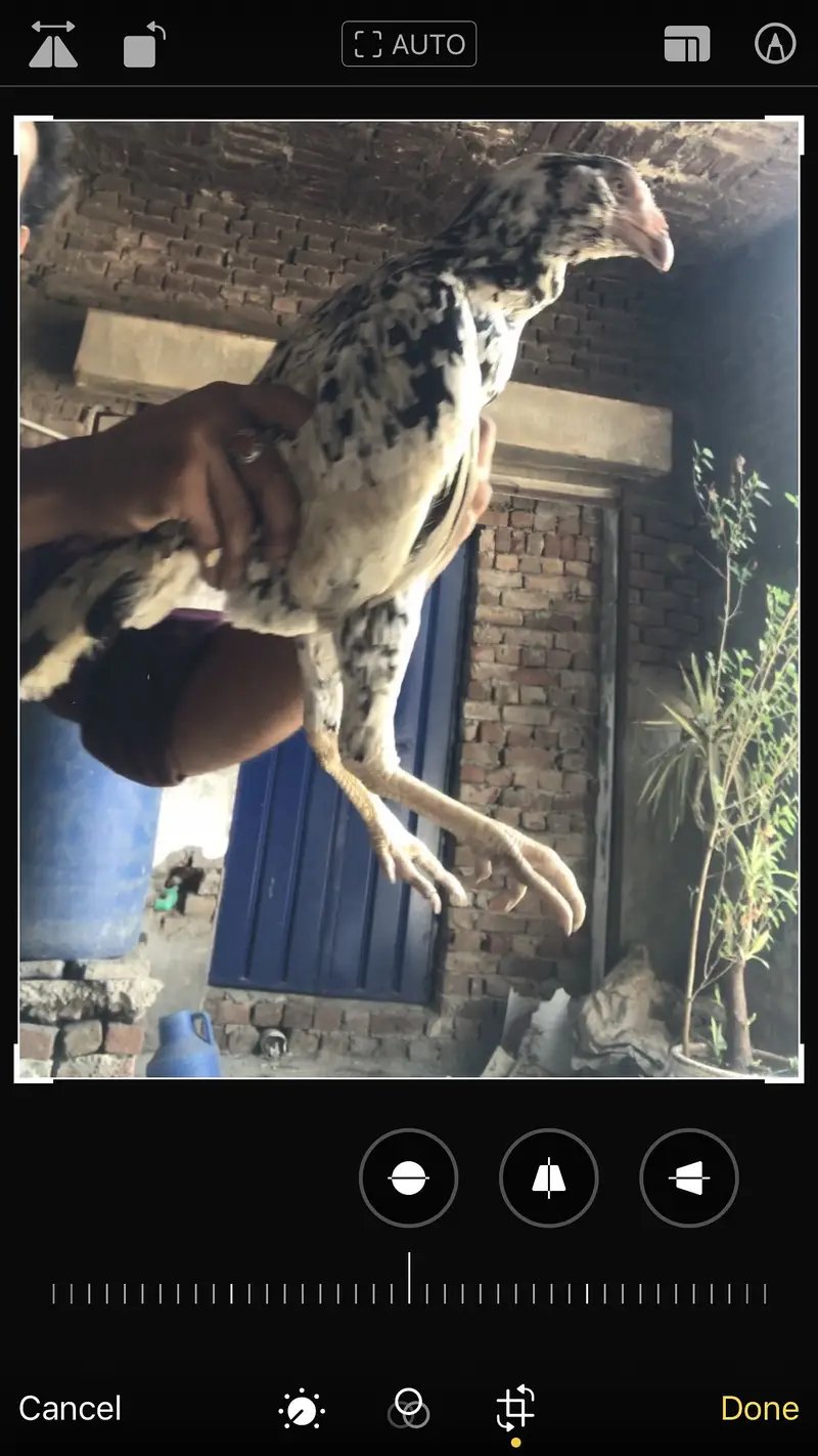 Mian wali aseel double Hadi madi — photo 3