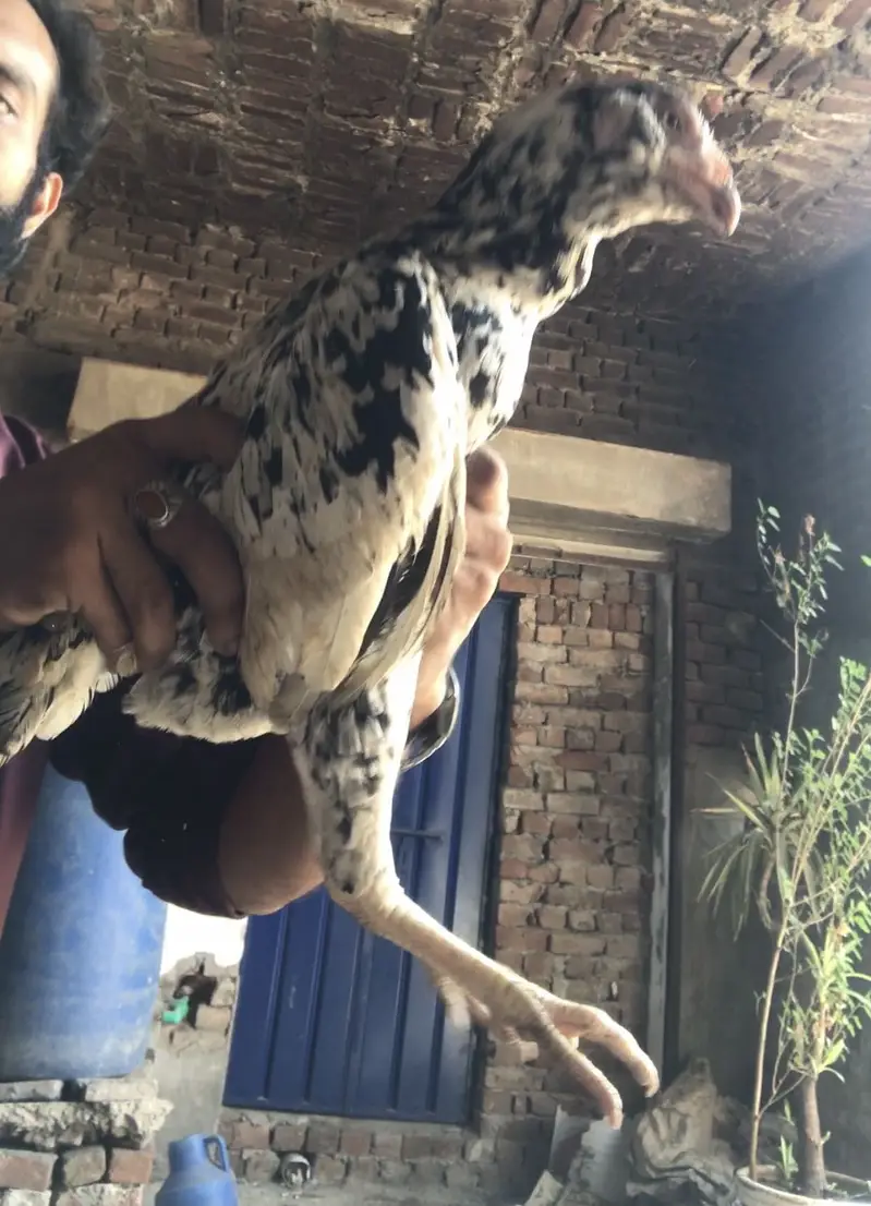 Mian wali aseel double Hadi madi — photo 5