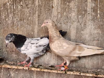 Teddy female for sale.