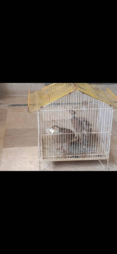 teetar breeder pair