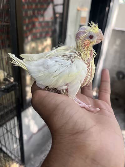 cocktail chicks avalibal