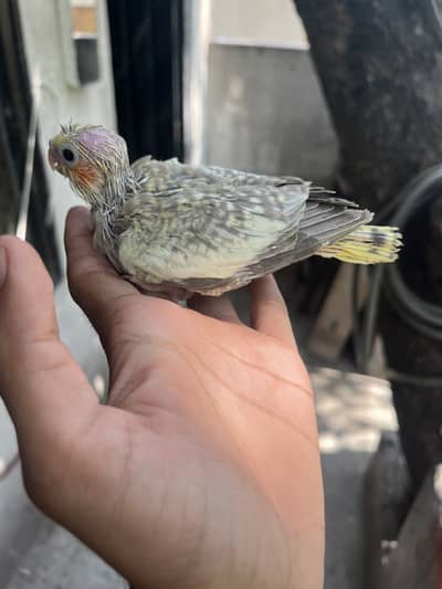 cocktail chicks avalibal