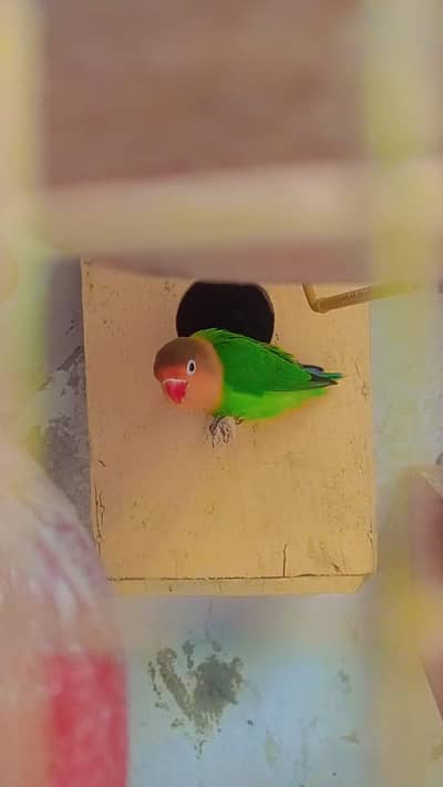 Love bird  beautiful male