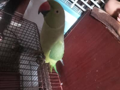 parrots female