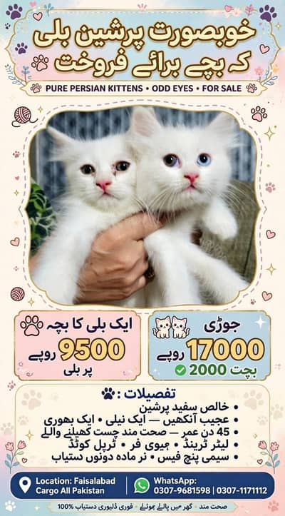 Kittens Cat Baby's
