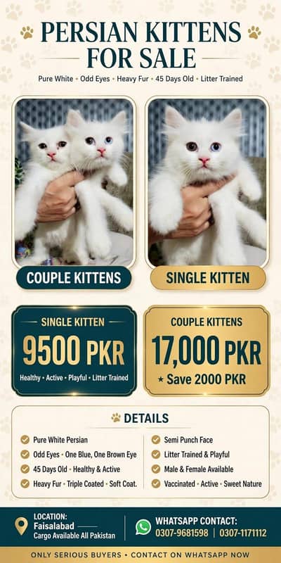 Kittens Cat Baby's