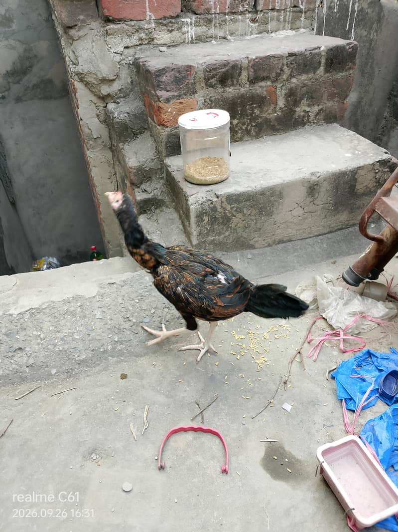 beutiful aseel pathi 3