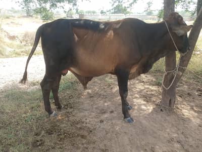 vacha for sale