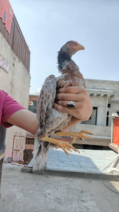 Home breed saleti pathia