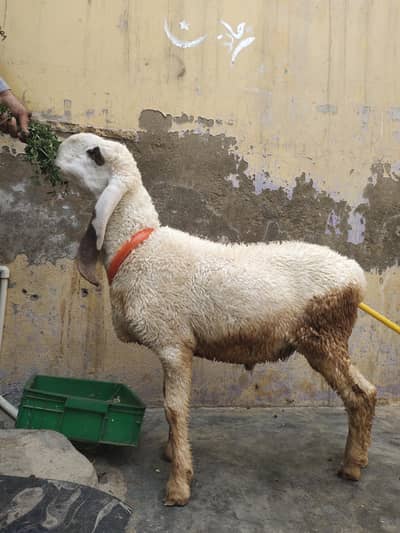 dumba pure larkana