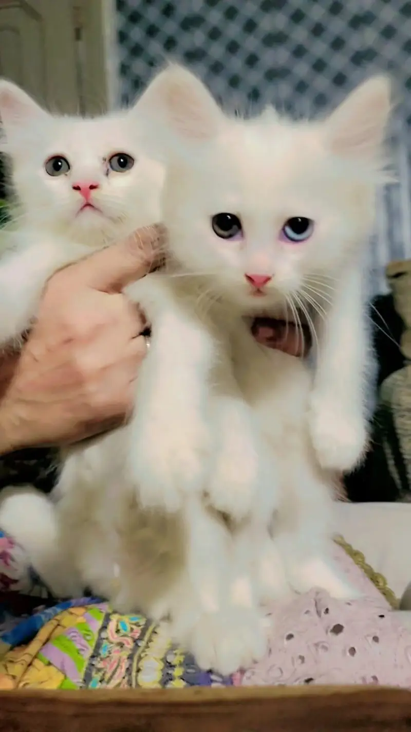 Kittens Cat Baby's — photo 3