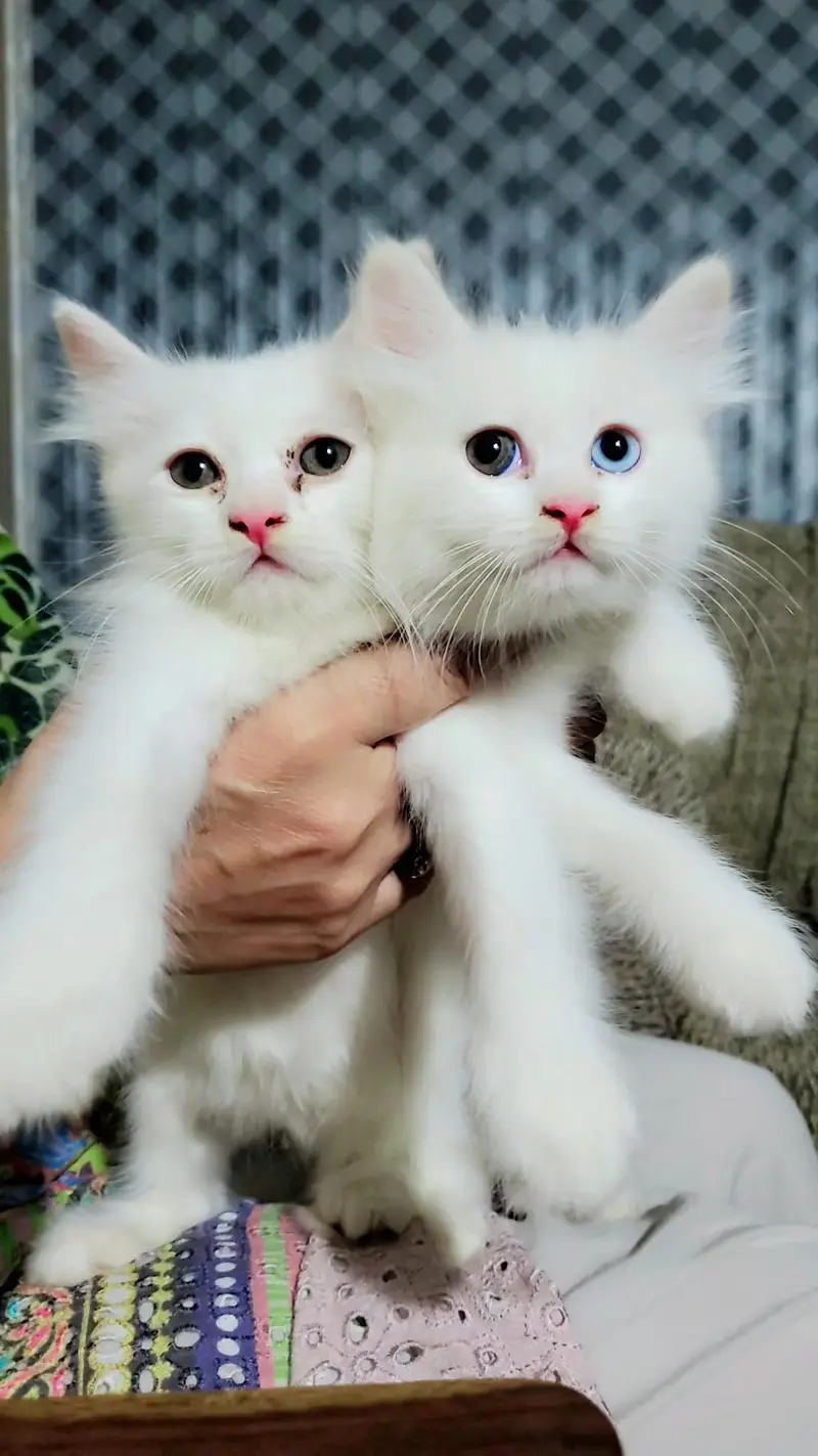 Kittens Cat Baby's — photo 4