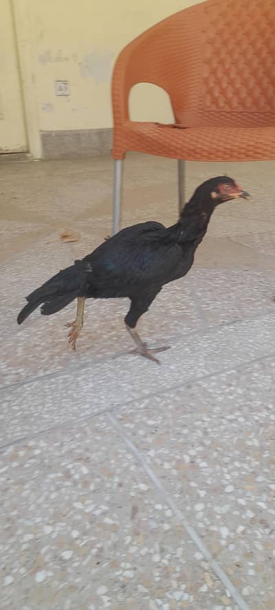 aseel birds 3 nar 2 madia black sindi home. breed