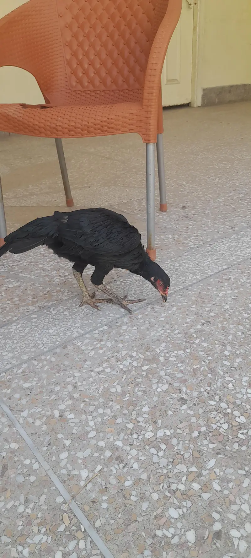 aseel birds 3 nar 2 madia black sindi home. breed — photo 2