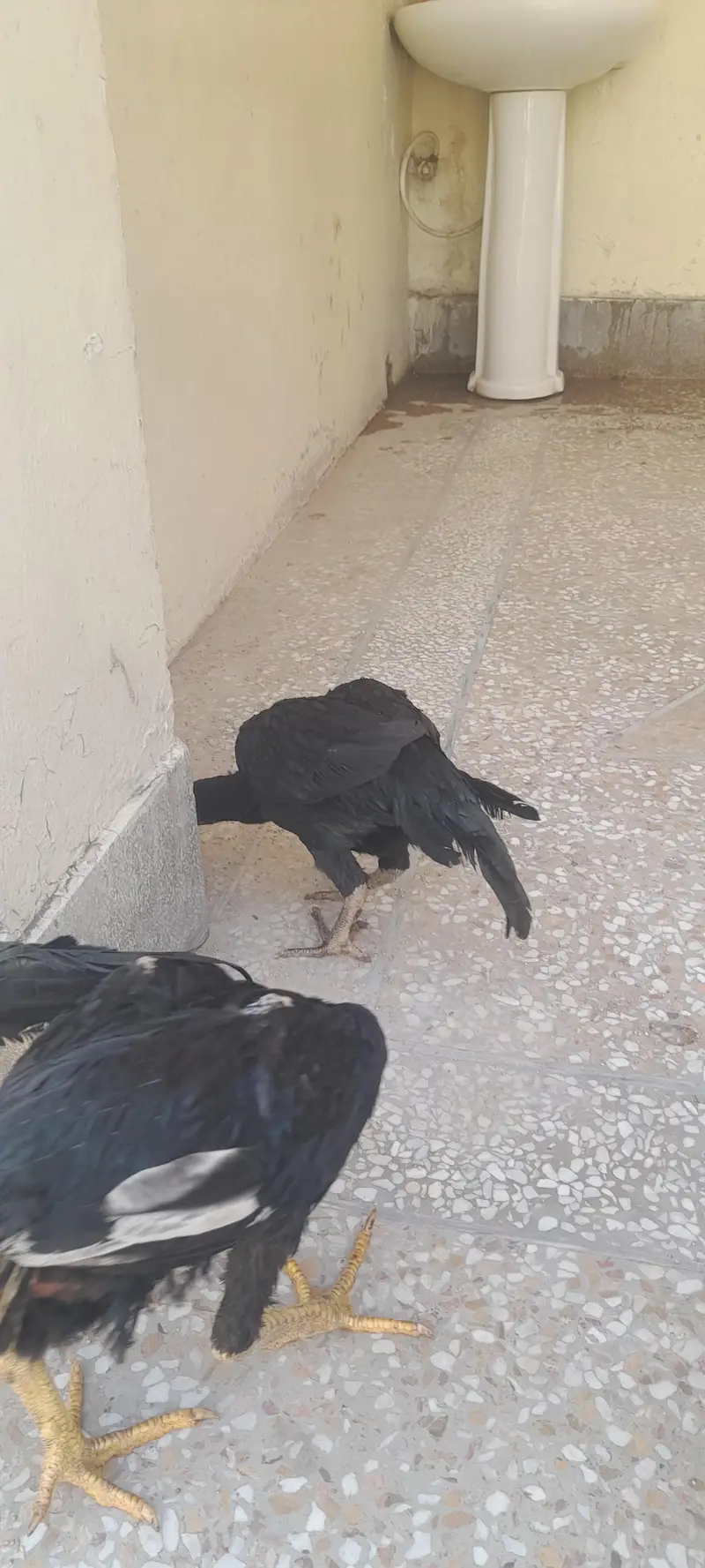 aseel birds 3 nar 2 madia black sindi home. breed — photo 3