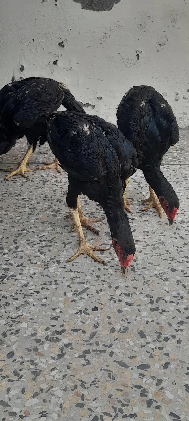 aseel birds 3 nar 2 madia black sindi home. breed — photo 4