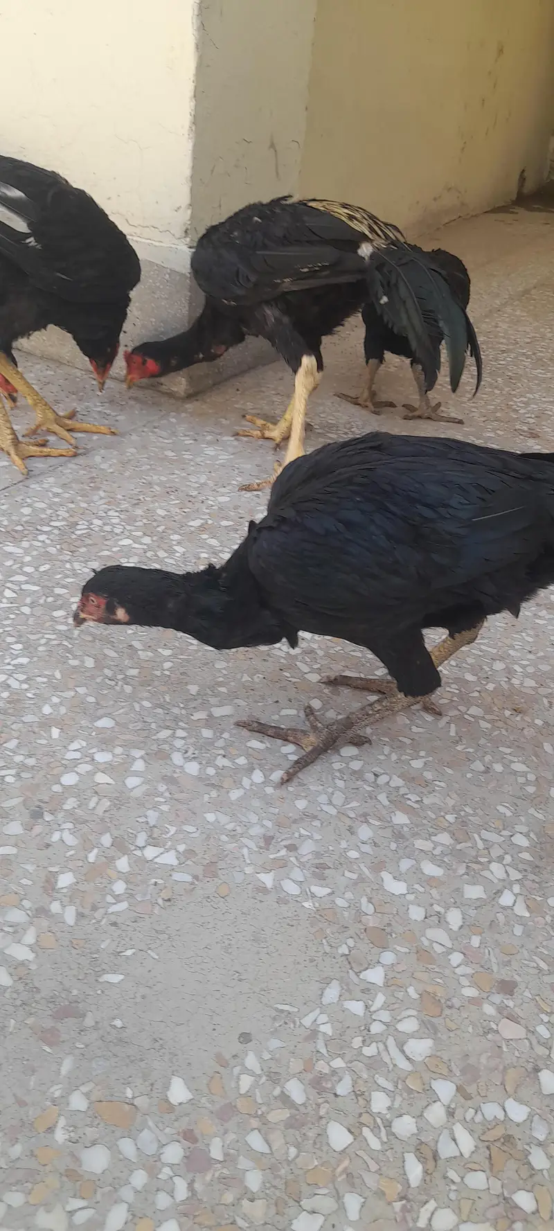 aseel birds 3 nar 2 madia black sindi home. breed — photo 5